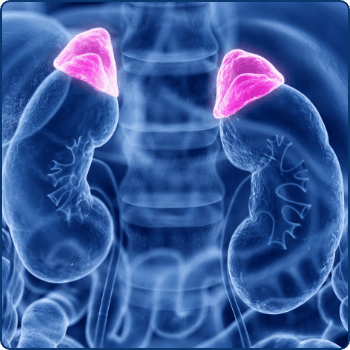 Adrenal